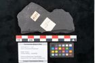 Foto (Objekt + Etikett) von Quercus pachyphylla Ettingshausen (NHMW-GEO-2024-0188-10273)